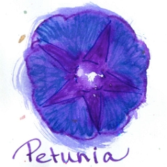 2014-Ink_259-Petunia