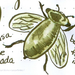 Japanese-Cicada