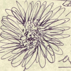 2013-Ink_524_Scabiosa